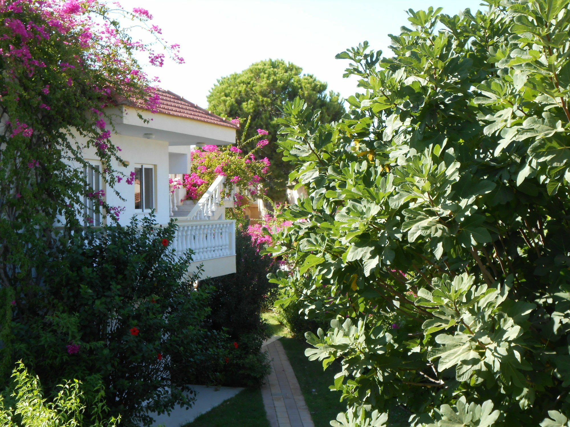 Helgas Paradise Afantou Exterior photo